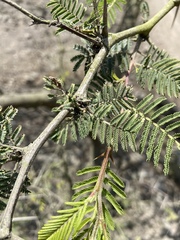 Vachellia macracantha