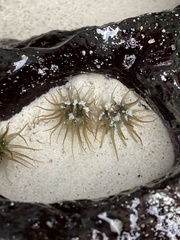 Anthopleura mariscali