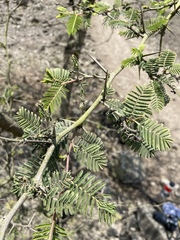 Vachellia macracantha
