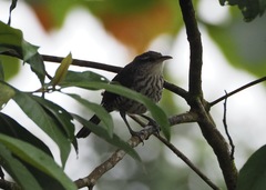 Campylorhynchus turdinus