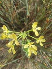 Pelargonium gibbosum