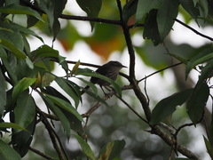 Campylorhynchus turdinus