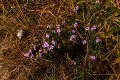 Athrixia phylicoides