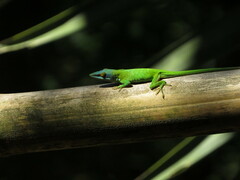 Anolis allisoni