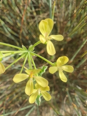 Pelargonium gibbosum