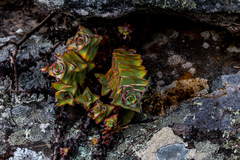 Crassula perforata perforata