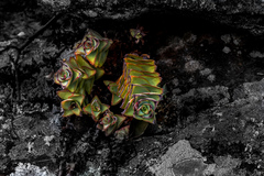 Crassula perforata perforata