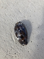 Macrocypraea cervinetta