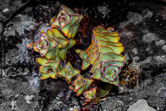 Crassula perforata perforata