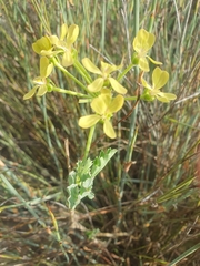 Pelargonium gibbosum
