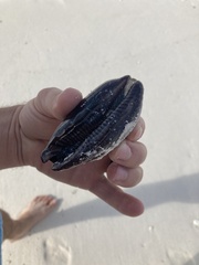 Macrocypraea cervinetta