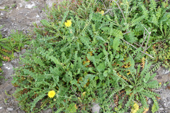 Sonchus tenerrimus dianae