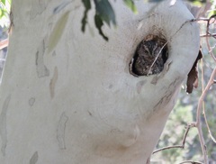 Megascops trichopsis