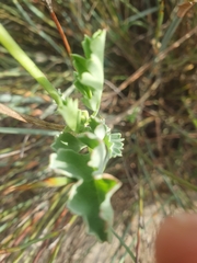 Pelargonium gibbosum