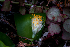 Haemanthus albiflos