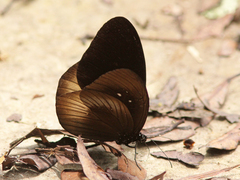 Euploea magou