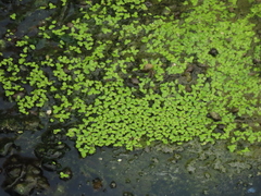Lemna aequinoctialis