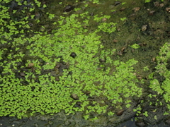 Lemna aequinoctialis