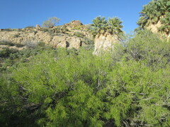 Prosopis glandulosa