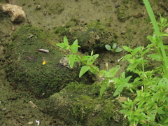 Lindernia procumbens