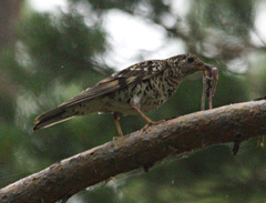 Zoothera aurea
