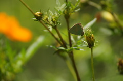 Cyanophrys herodotus