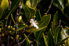 Tricalysia capensis