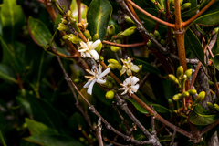 Tricalysia capensis