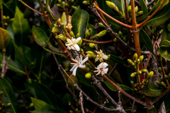 Tricalysia capensis