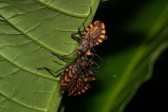 Spartocera pantomima