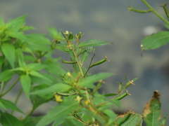 Ludwigia erecta