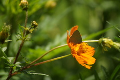 Cyanophrys herodotus