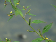 Ludwigia erecta