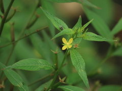 Ludwigia erecta