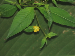 Ludwigia erecta