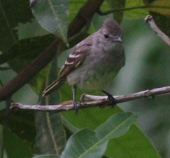 Camptostoma obsoletum
