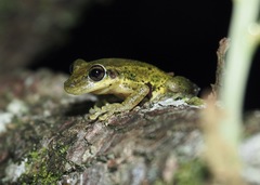 Scinax ruber