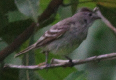 Camptostoma obsoletum