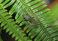 Scinax ruber