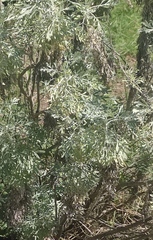 Artemisia argentea