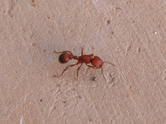 Pogonomyrmex naegelii