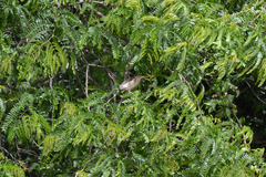 Ixobrychus minutus minutus