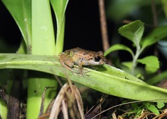 Pristimantis diadematus