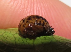 Plagiosterna nigritarsis