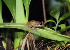 Pristimantis diadematus