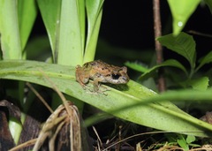 Pristimantis diadematus