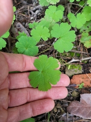 Geranium rotundifolium