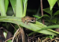 Pristimantis diadematus