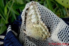 Parthenos sylvia gambrisius