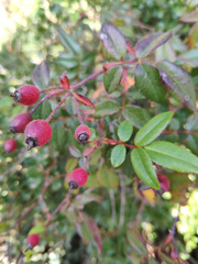 Rosa sempervirens
